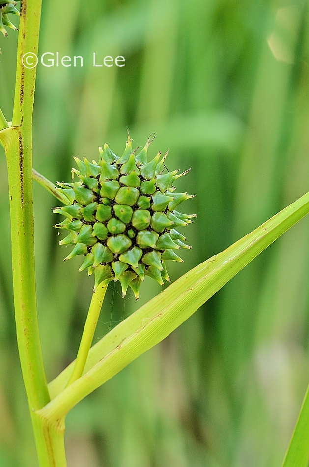 Sparganium eurycarpum photos Saskatchewan Wildflowers